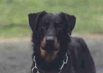 Beauceron